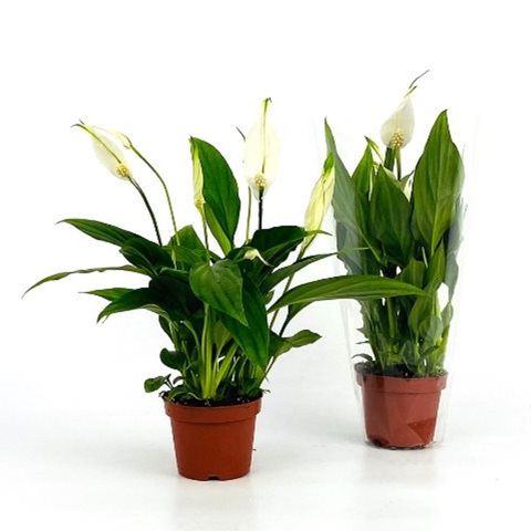 Spathiphyllum 'Yess' — Plant Wholesale FlorAccess