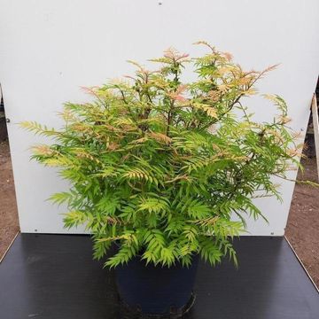 Sorbaria sorbifolia 'Sem'