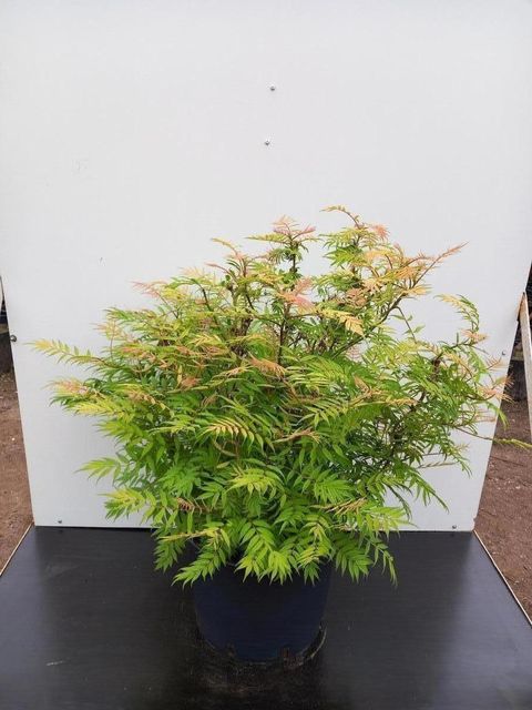 Sorbaria sorbifolia 'Sem'