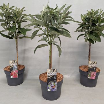 Buddleja davidii BUTTERFLY CANDY MIX