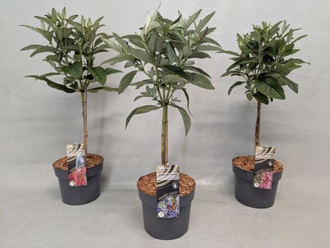 Buddleja davidii BUTTERFLY CANDY MIX