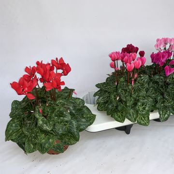 Cyclamen persicum SUPER SERIE CARINO MIX