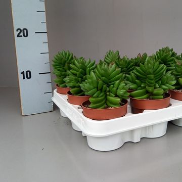 Crassula 'Ben'