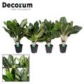 Aglaonema MIX
