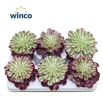 Aeonium 'Red Copper'