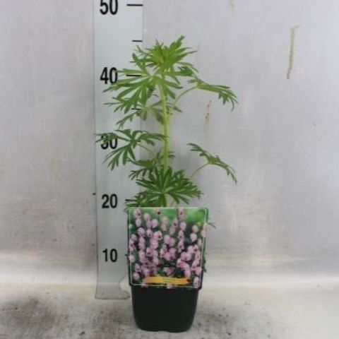 Aconitum napellus 'Rubellum'