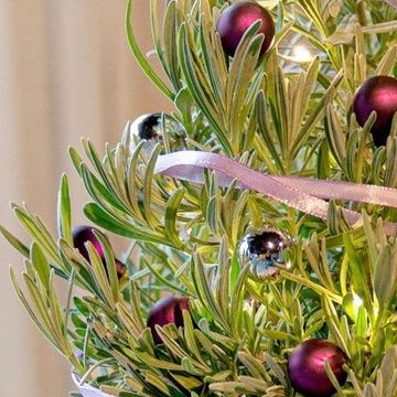 Lavandula angustifolia