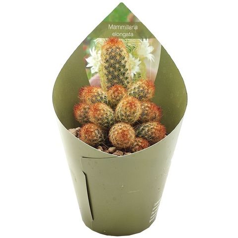 Mammillaria elongata rubra