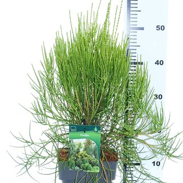 Platycladus orientalis 'Franky Boy'