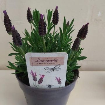 Lavandula stoechas LAMOROSIA PURPLE FLAG
