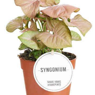 Syngonium podophyllum 'Neon'