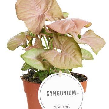 Syngonium podophyllum 'Neon'