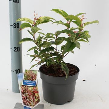 Leucothoe fontanesiana 'Rainbow'