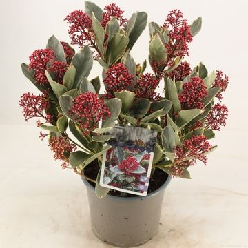 Skimmia japonica 'Perosa'