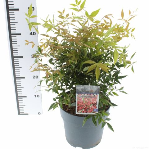 Nandina domestica 'Gulf Stream'