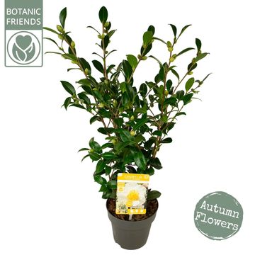 Camellia sasanqua 'White Premium'