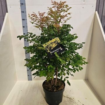 Koelreuteria paniculata