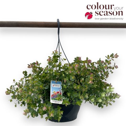 Origanum rotundifolium 'Kent Beauty'