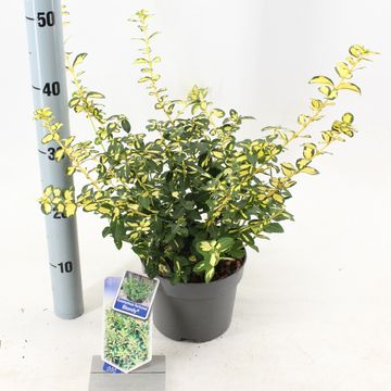 Euonymus fortunei BLONDY