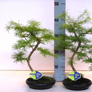 Pseudolarix amabilis