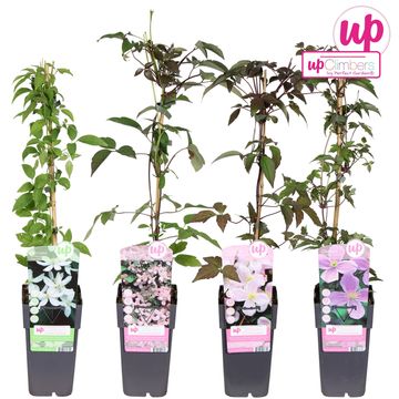 Clematis MONTANA MIX (M)