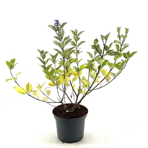 Vitex CHICAGOLAND BLUES