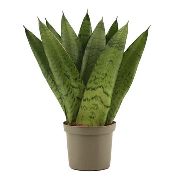 Sansevieria zeylanica