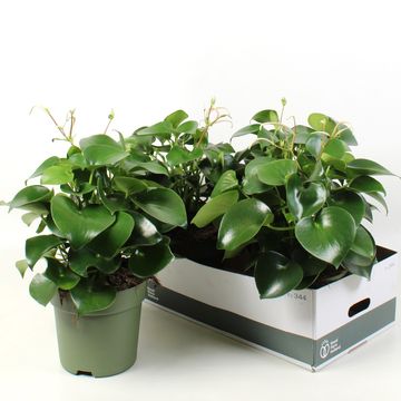 Peperomia polybotrya 'Raindrop'