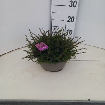 Erica x darleyensis 'Kramer's Rote'