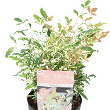 Nandina domestica 'Twilight'