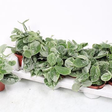 Scindapsus pictus 'Silvery Ann'