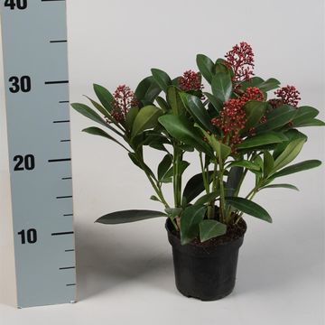 Skimmia japonica 'Rubella'