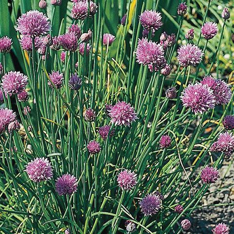 Allium Schoenoprasum Plant Wholesale Floraccess