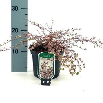 Lophomyrtus x ralphii 'Little Star'