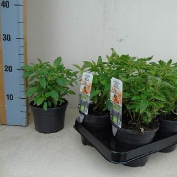 Ocimum basilicum