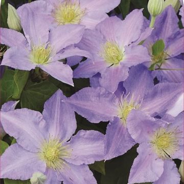 Clematis SPOTLIGHT (EL)