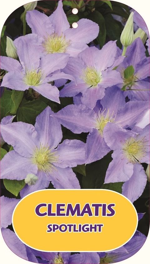 Clematis SPOTLIGHT (EL)