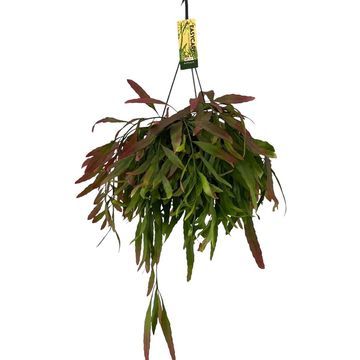 Pseudorhipsalis ramulosa 'Red Coral'