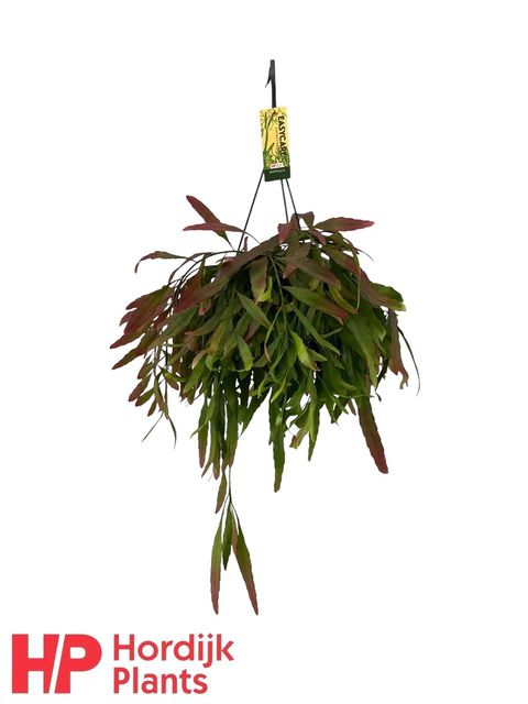 Pseudorhipsalis ramulosa 'Red Coral'