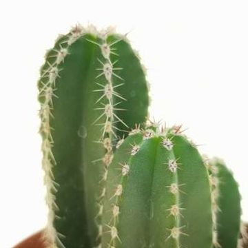 Marginatocereus marginatus