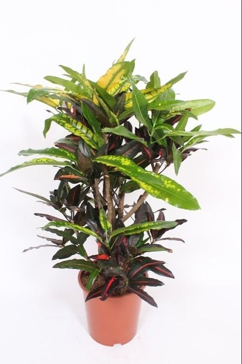 Trojskrzyn variegatum 'Mango'