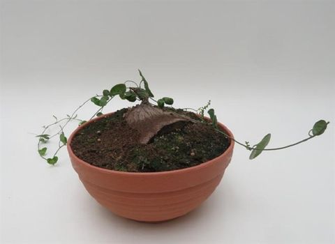 Dioscorea sylvatica