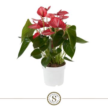 Anthurium LIVIUM RUBY