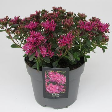 Sedum spurium SPOT ON DEEP ROSE