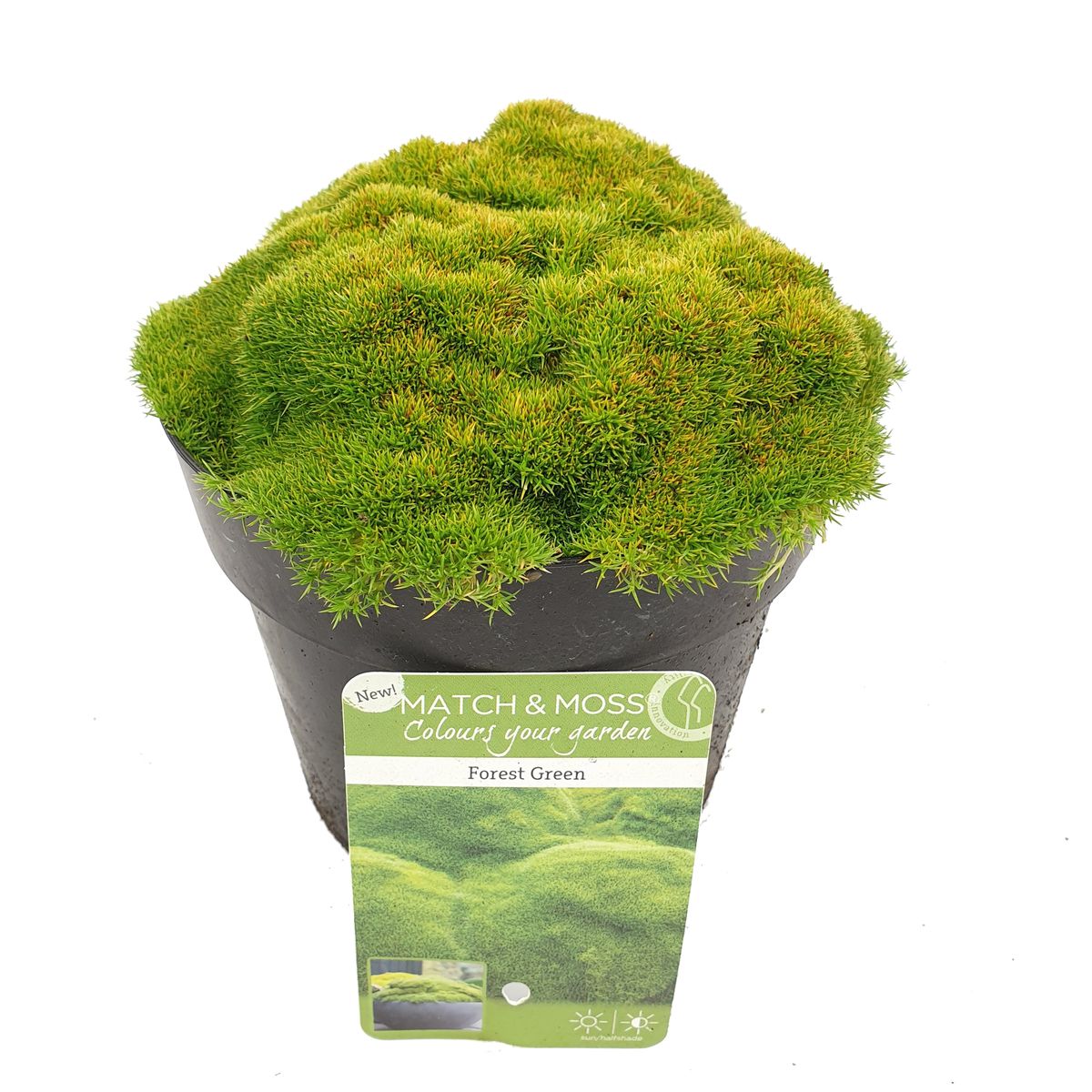 Sagina Subulata Forest Green — Plant Wholesale Floraccess