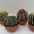 Cactus MIX