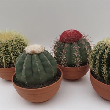 Cactus MIX