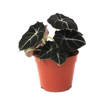 Alocasia 'Black Velvet'