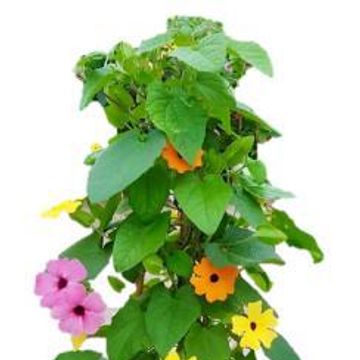 Thunbergia alata MIX IN POT