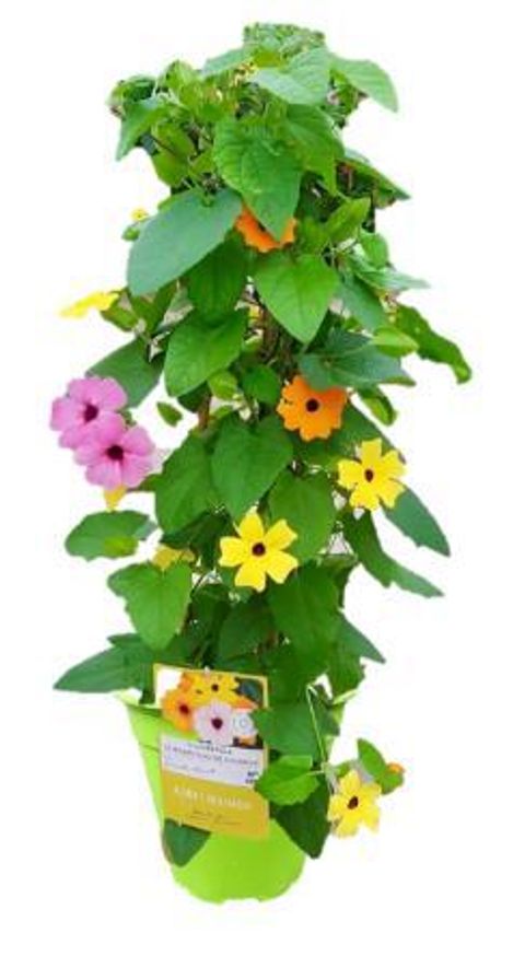 Thunbergia alata MIX IN POT